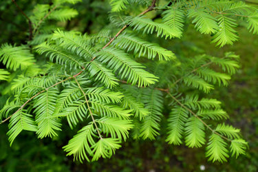 20 DAWN REDWOOD Tree Metasequoia Glyptostroboides Conifer Seeds